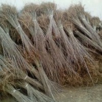 低價(jià)供應(yīng)紫穗槐