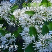 123456公分流蘇苗