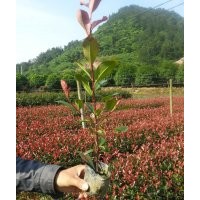 浙江紅葉石楠產(chǎn)地供應(yīng)