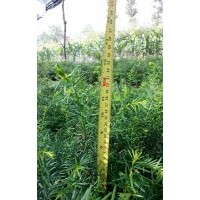 出售自種苗木：五味子苗，紅豆杉苗、核桃苗，云杉苗，等苗木。