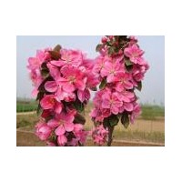 世源北美海棠苗木基地，買優(yōu)質(zhì)復(fù)瓣海棠小苗