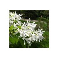 那里有1-8公分流蘇苗買/流蘇苗那里有