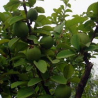 出售觀賞流蘇樹、銀杏樹、木瓜樹（又名降龍木）