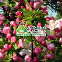 冬紅海棠小苗彩葉苗綠化苗木供應(yīng)