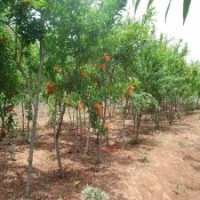 出售石榴樹苗、1-5公分石榴樹苗、山東棗莊石榴樹苗