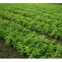 五味子苗，五味子種苗，東北五味子苗，五味子苗價(jià)格