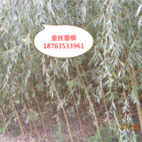 出售柳樹 垂柳 金絲柳 金絲柳（黃垂）
