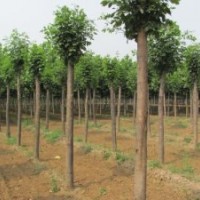 上海6公分國槐價格，6公分國槐價格表6公分