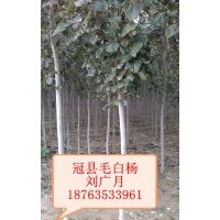 供應(yīng)：毛白楊 榆樹 金葉榆 圓冠榆 絲棉木