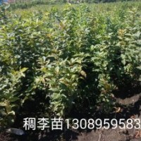 出售稠李苗 籽 核桃楸苗 刺五加苗 紫葉稠李苗 云杉苗