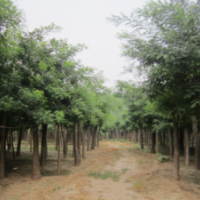 供應(yīng)國槐，黃金槐，白蠟，法桐.皂角，絨花