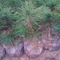 營養(yǎng)杯白皮松基地批發(fā)白皮松容器苗