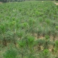 山西1-3年白皮松、白皮松價(jià)格、占地白皮松