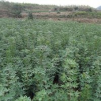 山東諸城供應(yīng)一年生五角楓