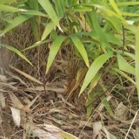 云南昆明毛竹苗-楠竹苗最新價(jià)1元棵(圖)