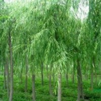 供應大量垂柳樹苗