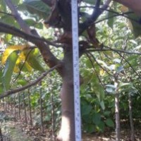 2公分北美海棠，3公分絢麗海棠價格，北美海棠大樹批發(fā)