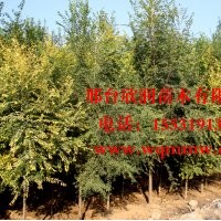 欣潤苗木大量供應(yīng)白榆 2公分 4公分 6公分 8公分 10公分