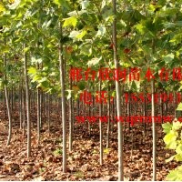 河北邢臺欣潤苗木大量供應法桐 8公分