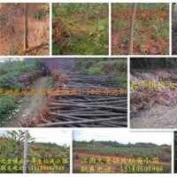 泡桐基地長(zhǎng)年大量出售泡桐苗、泡桐種根