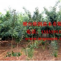 河北邢臺(tái)欣潤苗木大量供應(yīng)國槐 12公分