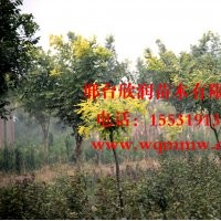河北邢臺(tái)欣潤苗木大量供應(yīng)龍爪槐胸徑 5公分