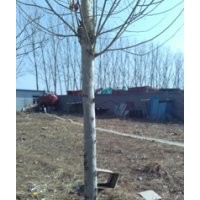 河北邢臺(tái)欣潤苗木大量供應(yīng)法桐 20公分