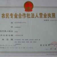 杜梨苗 1年生杜梨苗 杜梨種子批發(fā)