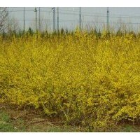 連翹種籽 連翹成樹(shù)種籽 連翹成樹(shù)