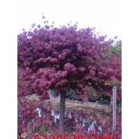 長(zhǎng)期供應(yīng)紅楓，櫻花，玉蘭等苗木