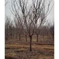 天佑綠化苗木合作社