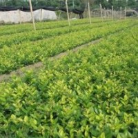出售金森女貞小苗50萬棵
