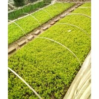 供應各種灌木扦插苗黃楊，冬青，衛(wèi)矛，扶芳藤，迎春，連翹，繡線