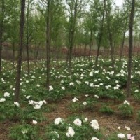 2016河南東潤百畝油牡丹等你來賞