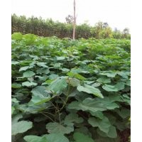 梓樹小苗 基地直銷