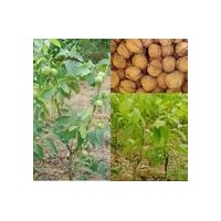 大量供應優(yōu)質核桃苗，梨樹苗，山楂苗，葡萄苗