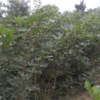 大量供應優(yōu)質五角楓，白蠟，連翹