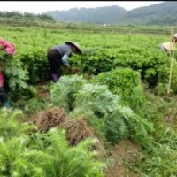 廣西融水批發(fā)40-50公分速生杉木苗100萬株