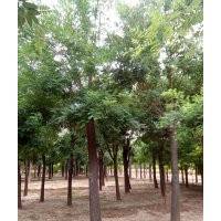 國槐價格；皂角價格；法桐價格