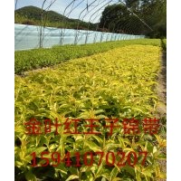 金葉紅王子錦帶