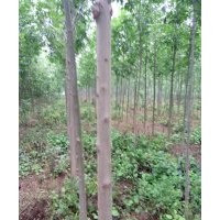 出售苗木國槐5一8公分,白臘4一8公分,法桐7一10公分