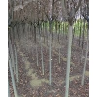 自產(chǎn)自銷白皮松,紅葉李