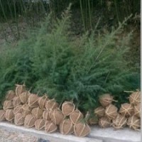 大田1.5米雪松苗