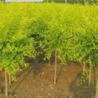 低價供應：榆樹，金葉榆，榆樹苗。金葉榆苗