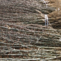 低價供應：皂角苗，皂角樹，皂角種子