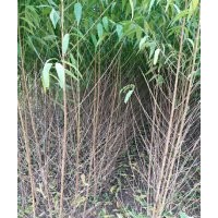 低價(jià)出售花椒苗、桃樹苗、梨樹苗、海棠苗、速生楊、欒樹苗、冬青