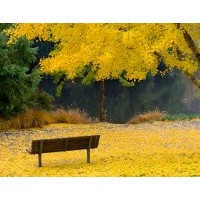 長(zhǎng)期供應(yīng)1-3公分銀杏小苗