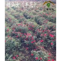 豐花月季、月季批發(fā)、中苗供應(yīng)、就近發(fā)貨