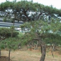 山東綠化苗木供應大批量泰山松、油松、白皮松、櫻花、龍柏、馬褂