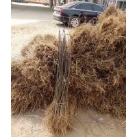 供應(yīng)花椒苗